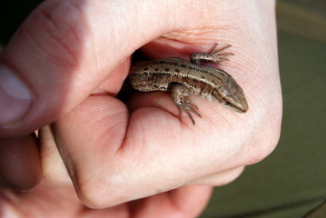 Obraz premium ящерка