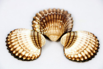 sea shells isolated on white background