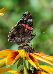 Butterfly collects nectar on the gerbera flower