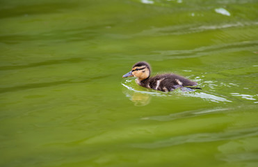 Nice little duckling sweeming on green water nature