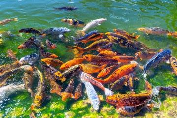 Fototapeta na wymiar Closeup of shoal of koi fish in Hasselt Japanese Garden in summer