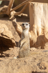 friendly meerkat sitting