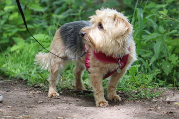 terrier cross Yorkshire terrier cross lake land terrier
