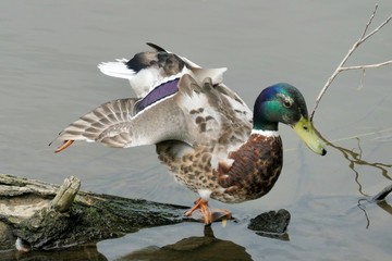 Male mallard duck on a log - Anas platyrhynchos