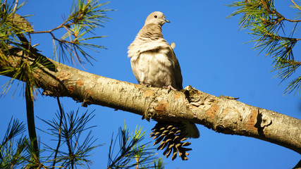 Eurasian Collared-dove Streptopelia Decaocto