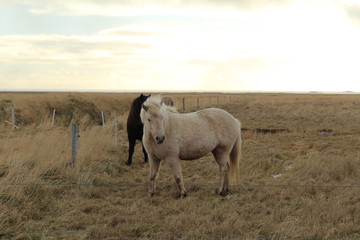 Naklejka na ściany i meble Horse in iceland looking at viewer