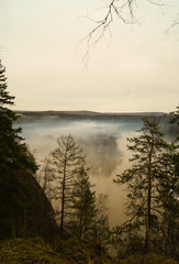Fototapeta na wymiar туманный лес