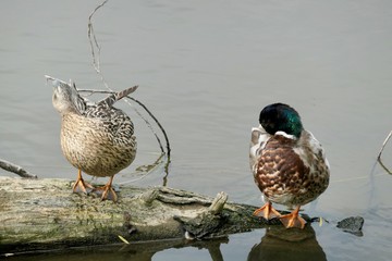 Male and female mallard duck on a log - Anas platyrhynchos