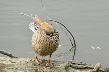 Female mallard duck on a log - Anas platyrhynchos