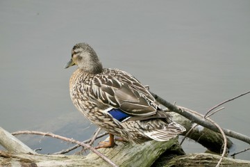 Female mallard duck on a log - Anas platyrhynchos