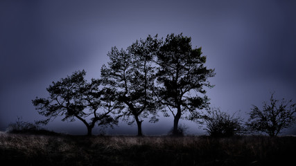 Fototapeta na wymiar trees in the twilight