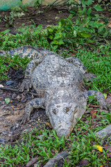 Semenggoh Wildlife park