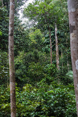 Fototapeta premium Semenggoh Wildlife park