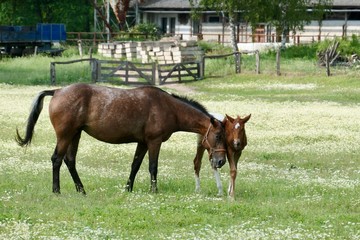 Naklejka na ściany i meble Brown mare with mottled foal