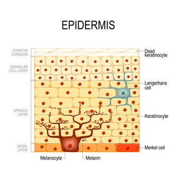 Epidermis layers. epithelial cells. Structure of the humans skin