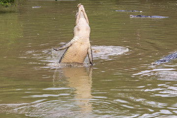 Fototapeta premium Crocodile farm, Siburan, Sarawak, Maleisië