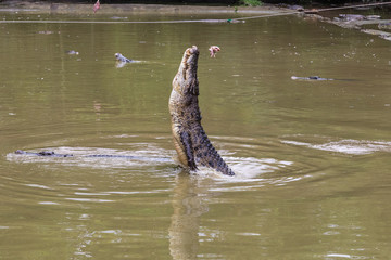 Fototapeta premium Crocodile farm, Siburan, Sarawak, Maleisië