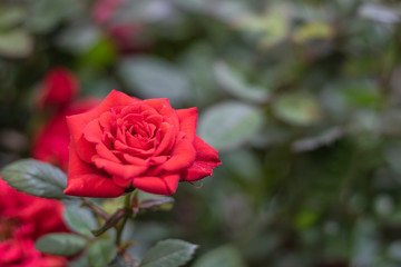 Close up shoot of Oklahoma rose flower. In red. Freshly taken in the park.