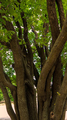 tree trunks in the forest