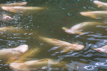 Obraz premium Crocodile farm, Siburan, Sarawak, Maleisië