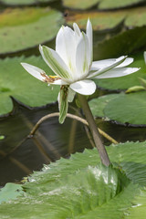 Crocodile farm, Siburan, Sarawak, Maleisië