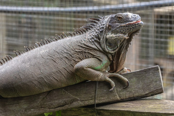 Crocodile farm, Siburan, Sarawak, Maleisië
