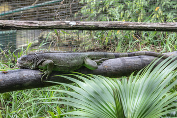 Crocodile farm, Siburan, Sarawak, Maleisië