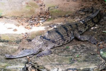 Crocodile farm, Siburan, Sarawak, Maleisië