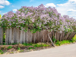Bushes of a blossoming lilac behind the village rickety fence.