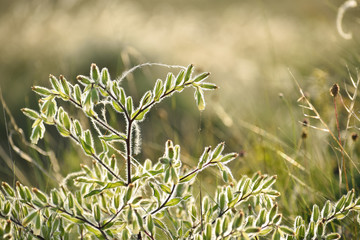 Onosma visianii at sunset- borzas vértő