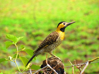 adventure nature river birds jaguar wedding road pregnancy sun insects cave