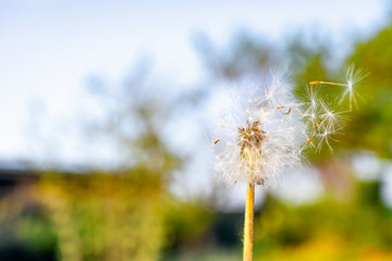 Dandelion on natural background. Detailed picture of a flower.