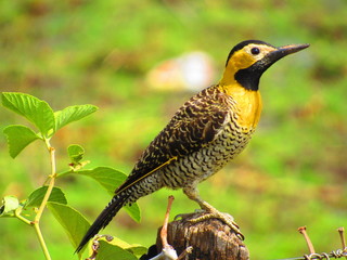 adventure nature river birds jaguar wedding road pregnancy sun insects cave