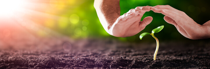 Protecting Hands Over Small Plant In Garden With Sunlight - Ecology / Protect The Environment...