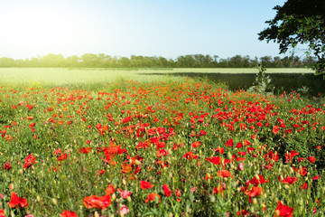 Poppy field landscape. Sunny day. Red flowers