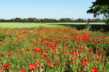 Naklejka na ściany i meble Poppy field landscape. Sunny day. Red flowers