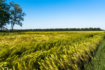 green field of wheat.In the background is a blue sky and a green tree.