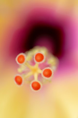 flower stigma in red yellow and orange