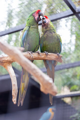 Parrots in love