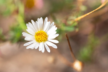 lonely white and yellow flower