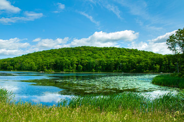 Landscape lake. Beautiful wild nature, forest. Lake with mirror reflections on sunny day.