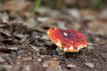 red and white mushroom on wet earth