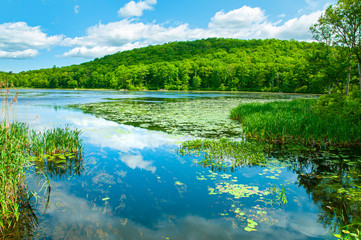 Landscape lake. Beautiful wild nature, forest. Lake with mirror reflections on sunny day.