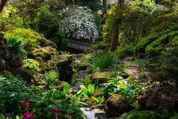 Fototapeta na wymiar Beautiful Garden with blooming trees during spring time, Wales, UK