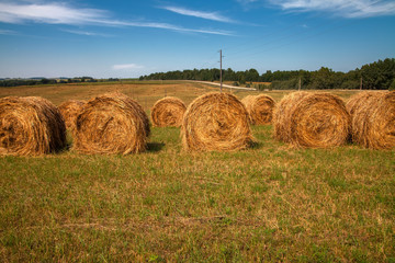 Hayfield. Hay harvesting Sunny autumn landscape. rolls of fresh dry hay in the fields. tractor collects mown grass. fields of yellow mown grass against a blue sky.