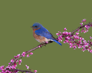 Male Eastern Bluebird Perched in Redbud Blossoms