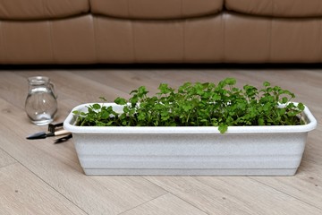 Garden pot with cilantro in the house.