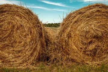 Hayfield. Hay harvesting Sunny autumn landscape. rolls of fresh dry hay in the fields. tractor collects mown grass. fields of yellow mown grass against a blue sky.