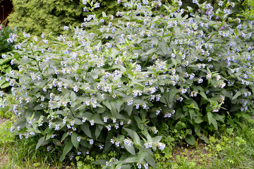 The blossoming comfrey Caucasian (Symphytum caucasicum M. Bieb.). General view