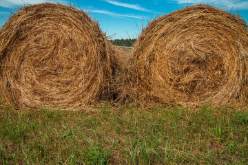 Hayfield. Hay harvesting Sunny autumn landscape. rolls of fresh dry hay in the fields. tractor collects mown grass. fields of yellow mown grass against a blue sky.